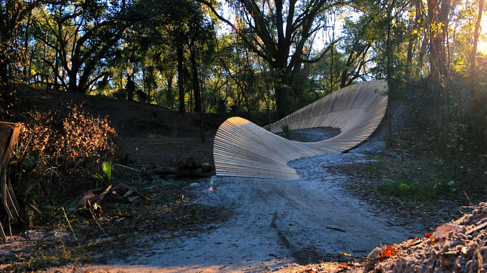 Pine Forest Singletrack