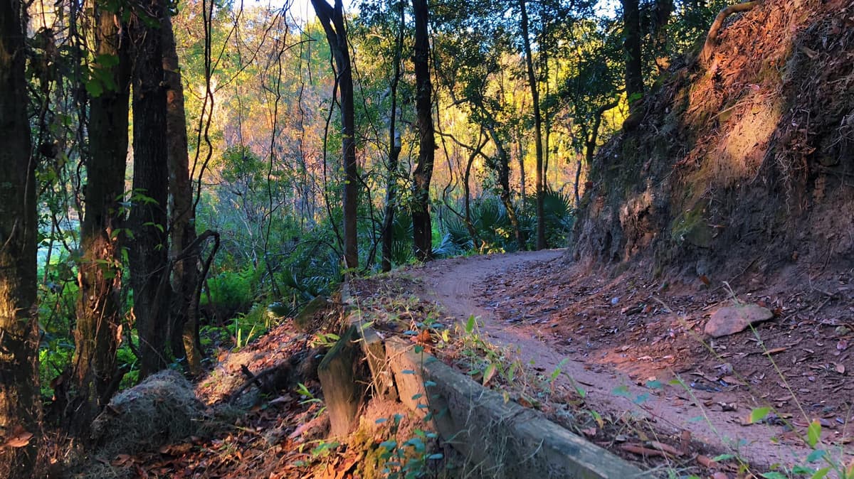 Alafia trail through forest