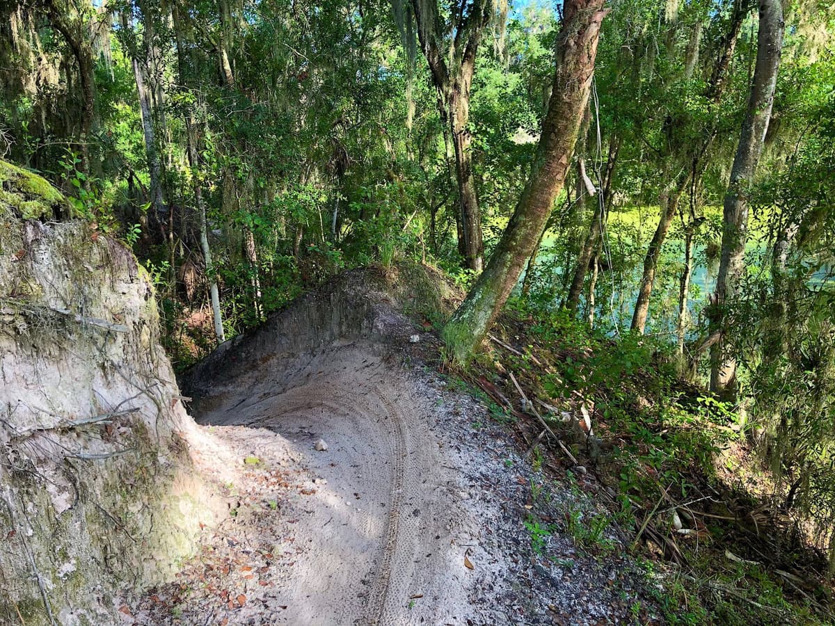 Trail through pine forest