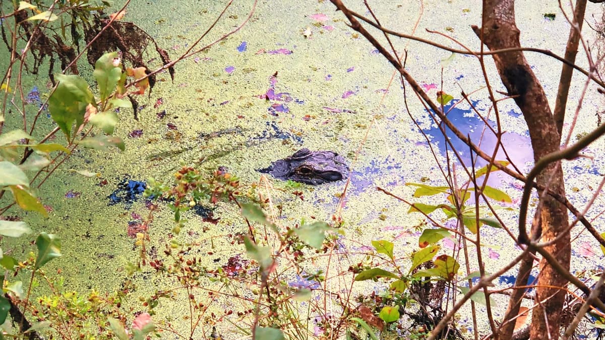 Wildlife Viewing Area